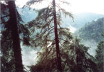 Suchá