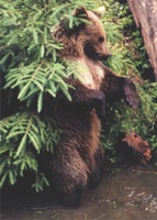 medveď